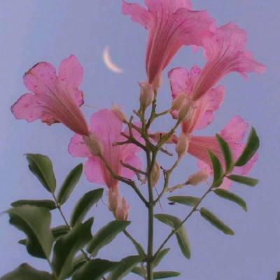 仙侠纪元手游(暂未上线)v1.2 安卓版